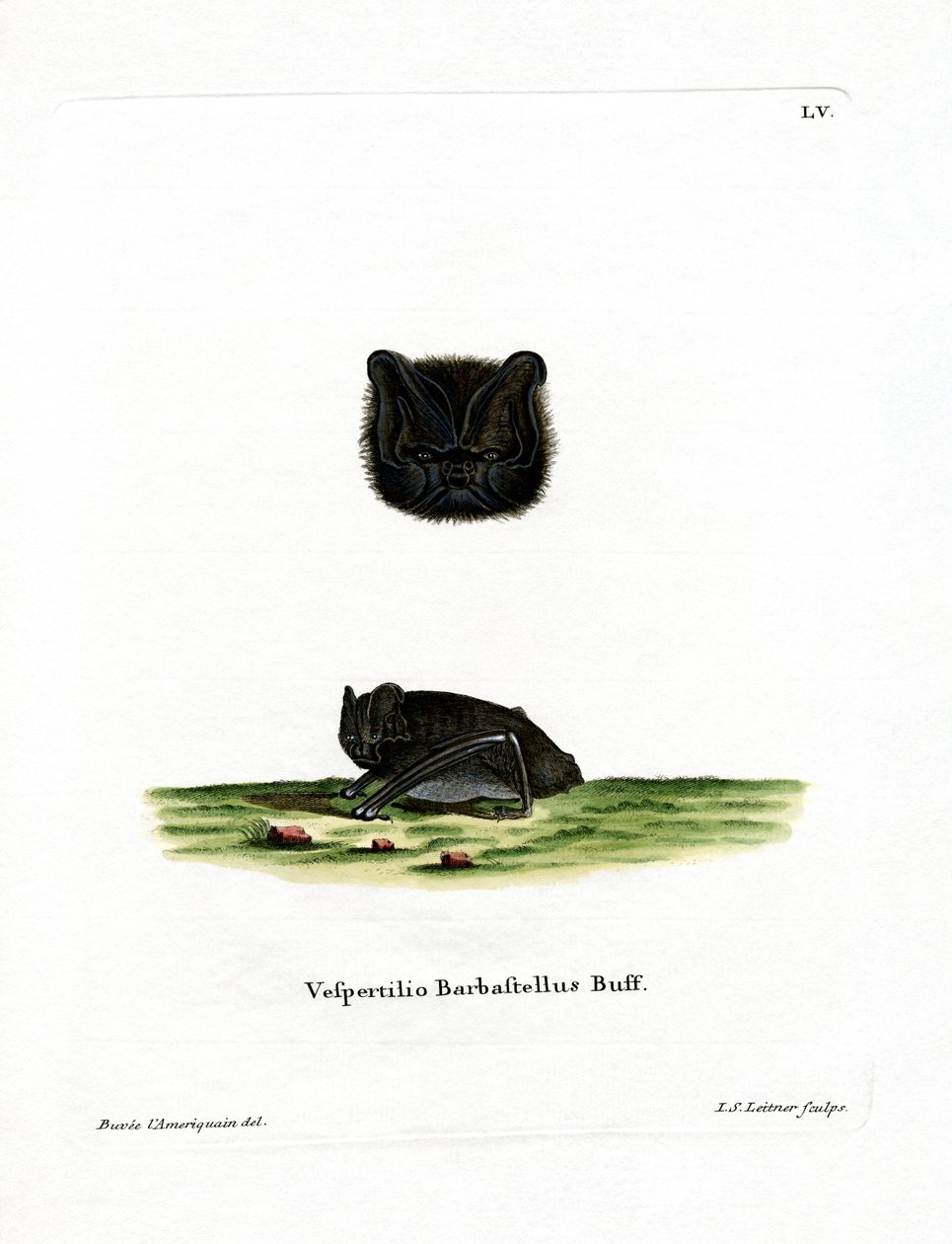 Barbastelle d
