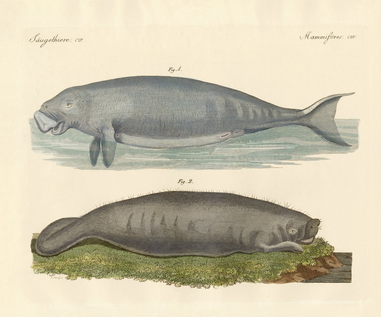 Animaux ressemblant à des baleines - German School