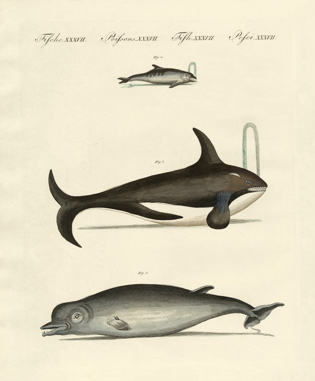 Baleines et dauphins - German School