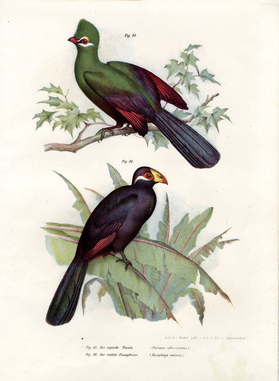 Touraco à huppe blanche, 1864 - German School