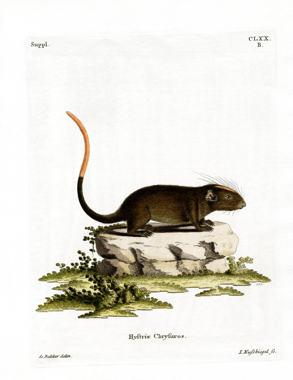 Rat épineux à face blanche - German School