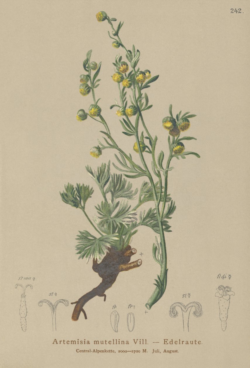 Génépi blanc (Artemisia mutellina, Artemisia umbelliformis) - German School