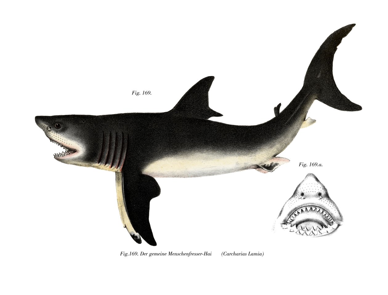 Requin blanc - German School