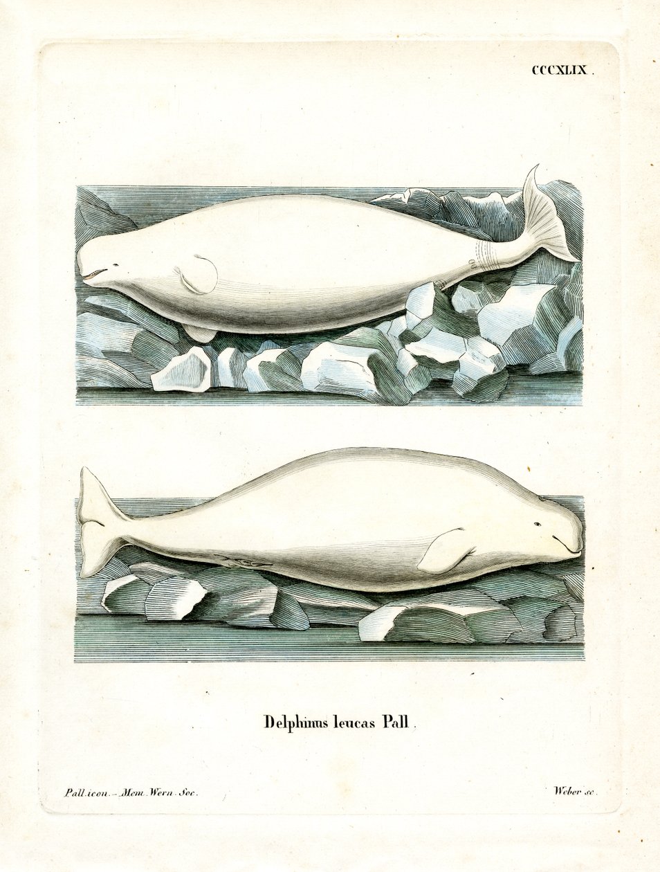 Baleine blanche - German School