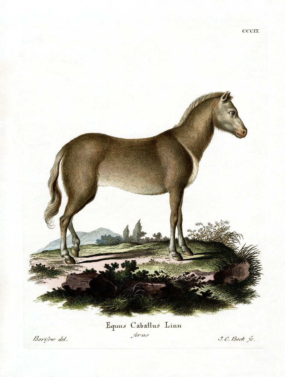 Cheval Sauvage - German School