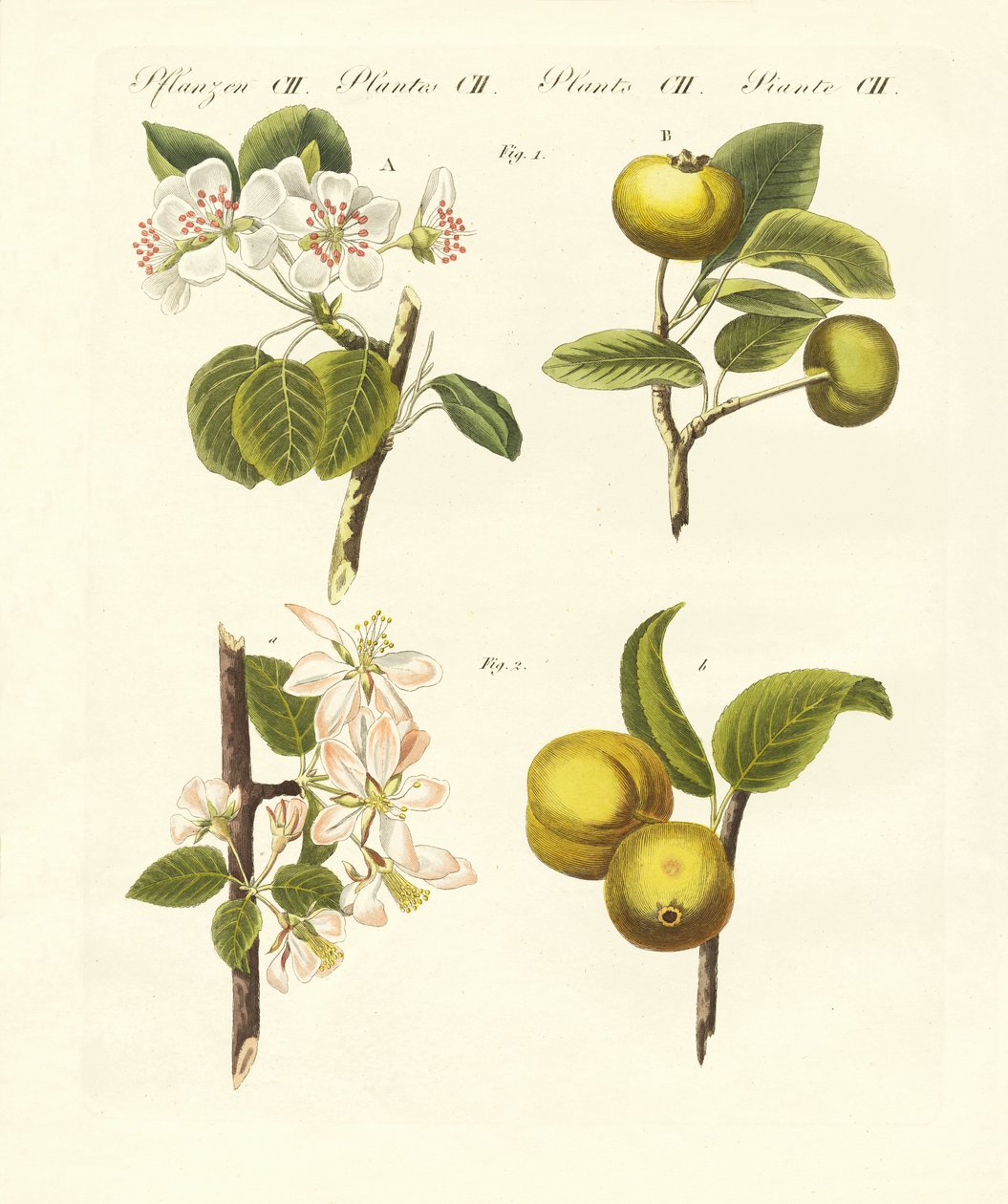 Types de fruits sauvages - German School