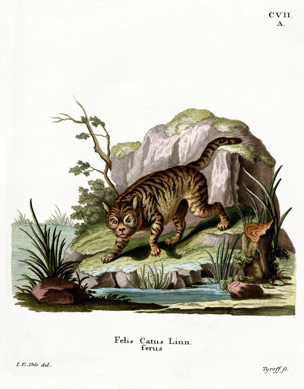 Chat sauvage - German School