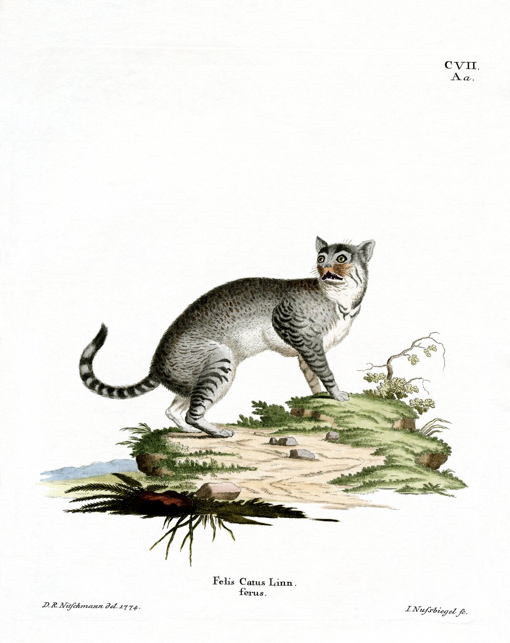 Chat sauvage - German School