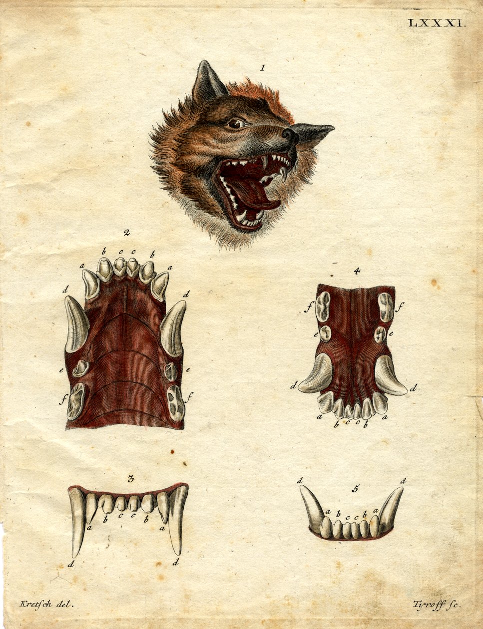 Loup - German School