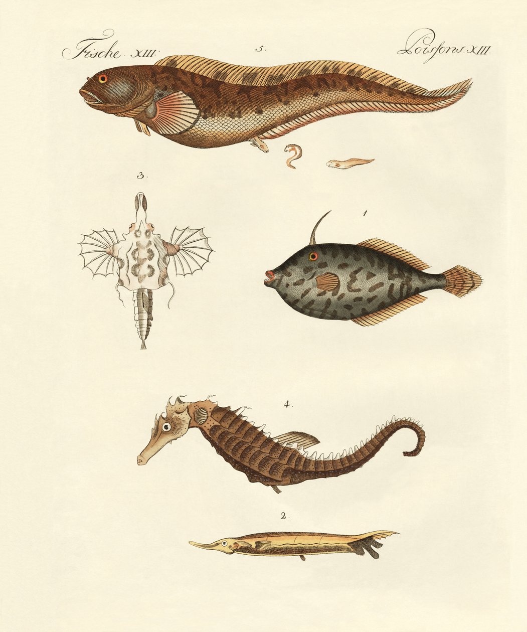 Poissons merveilleux - German School