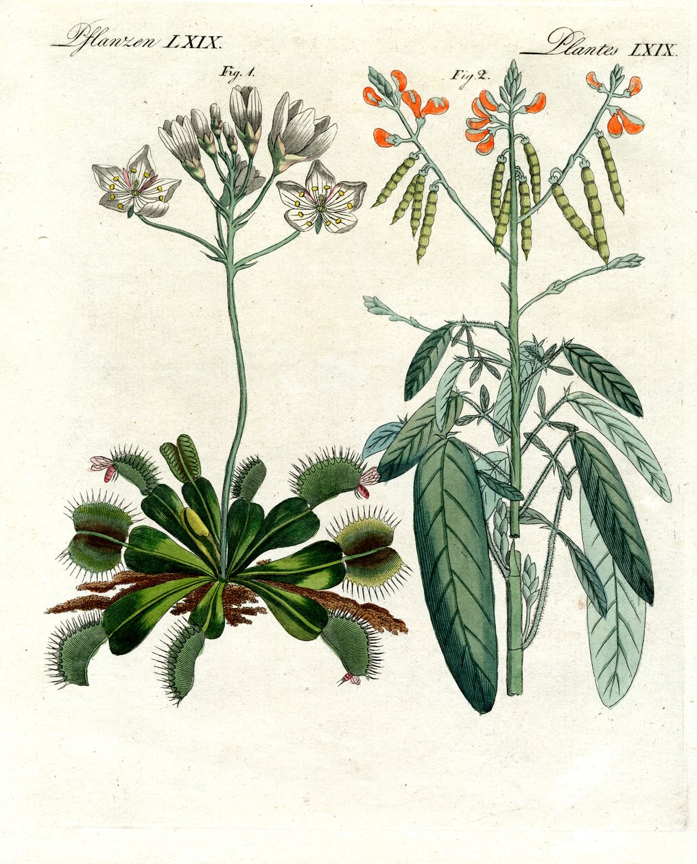 Plantes merveilleuses - German School