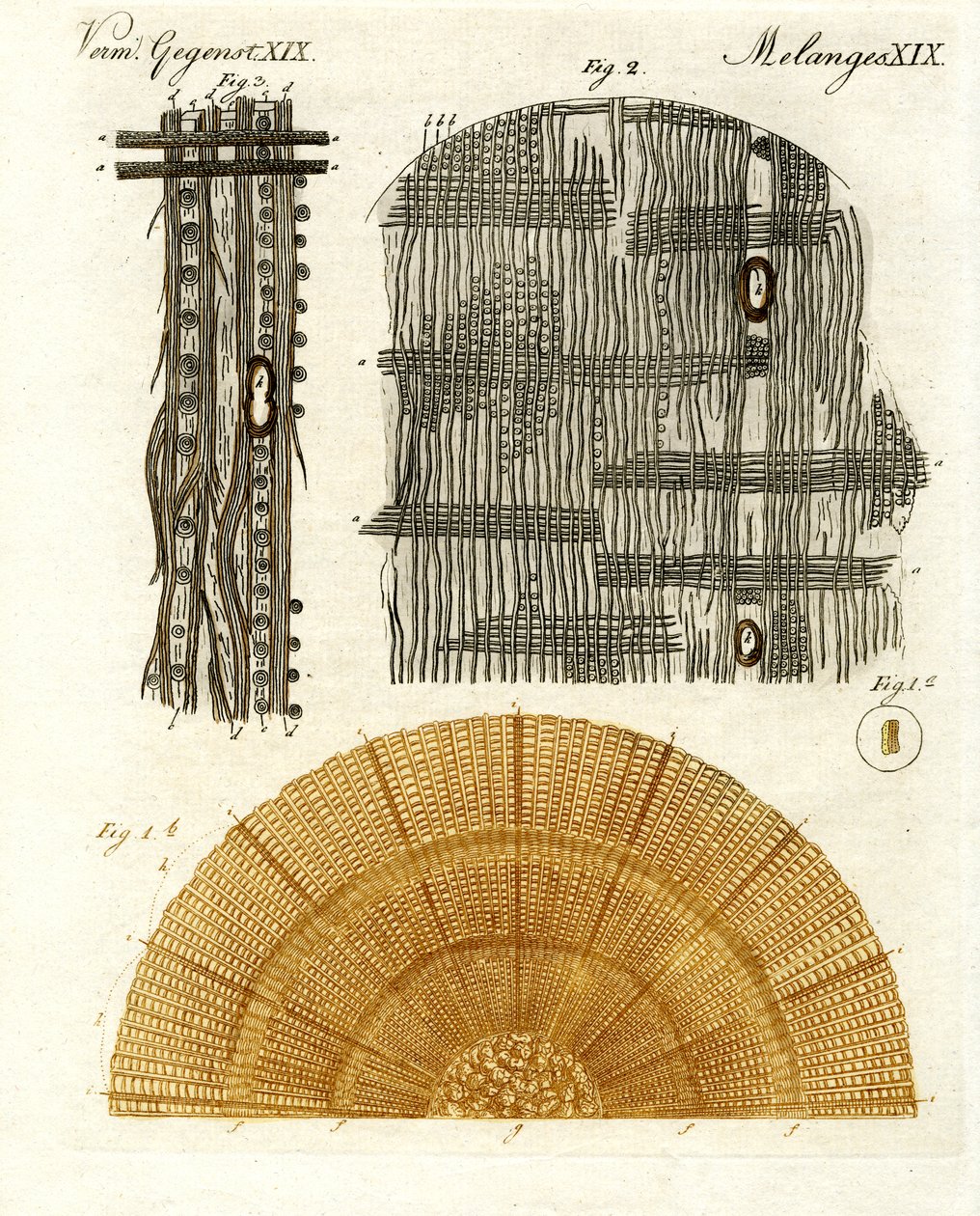 Anatomie du bois - German School