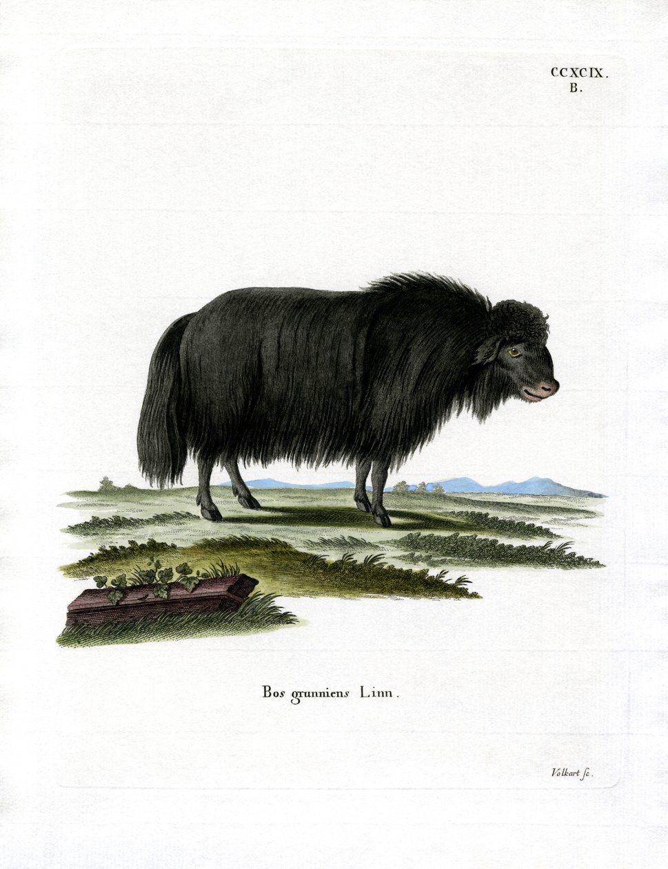 Yak - German School