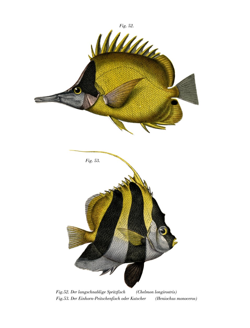 Poisson-papillon à long nez jaune - German School