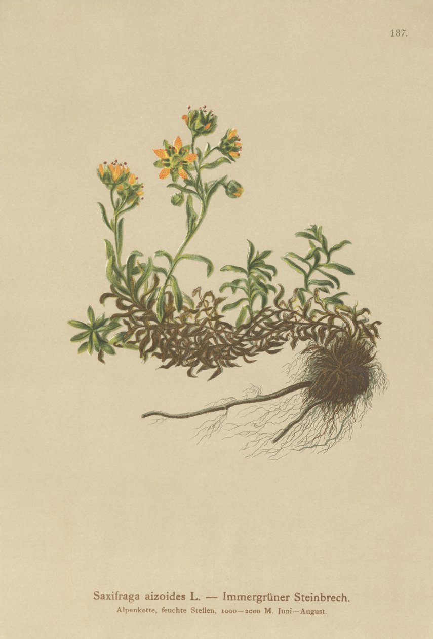 Saxifrage jaune des montagnes (Saxifraga aizoides) - German School
