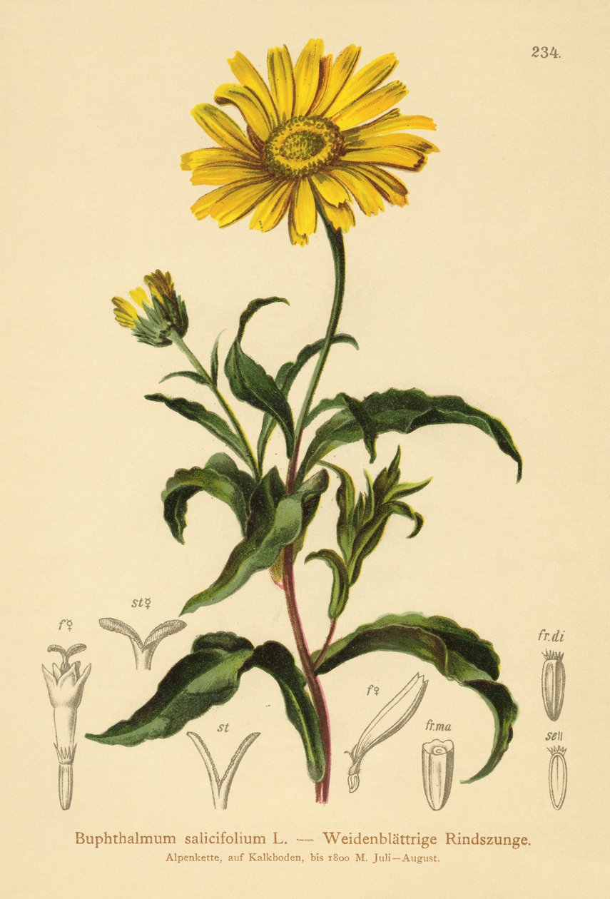 Œil-de-bœuf jaune (Buphthalmum salicifolium) - German School