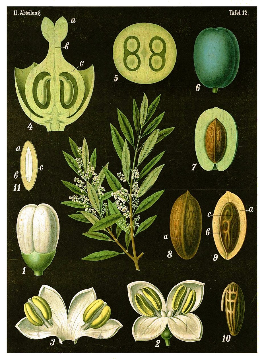 Olive - German School