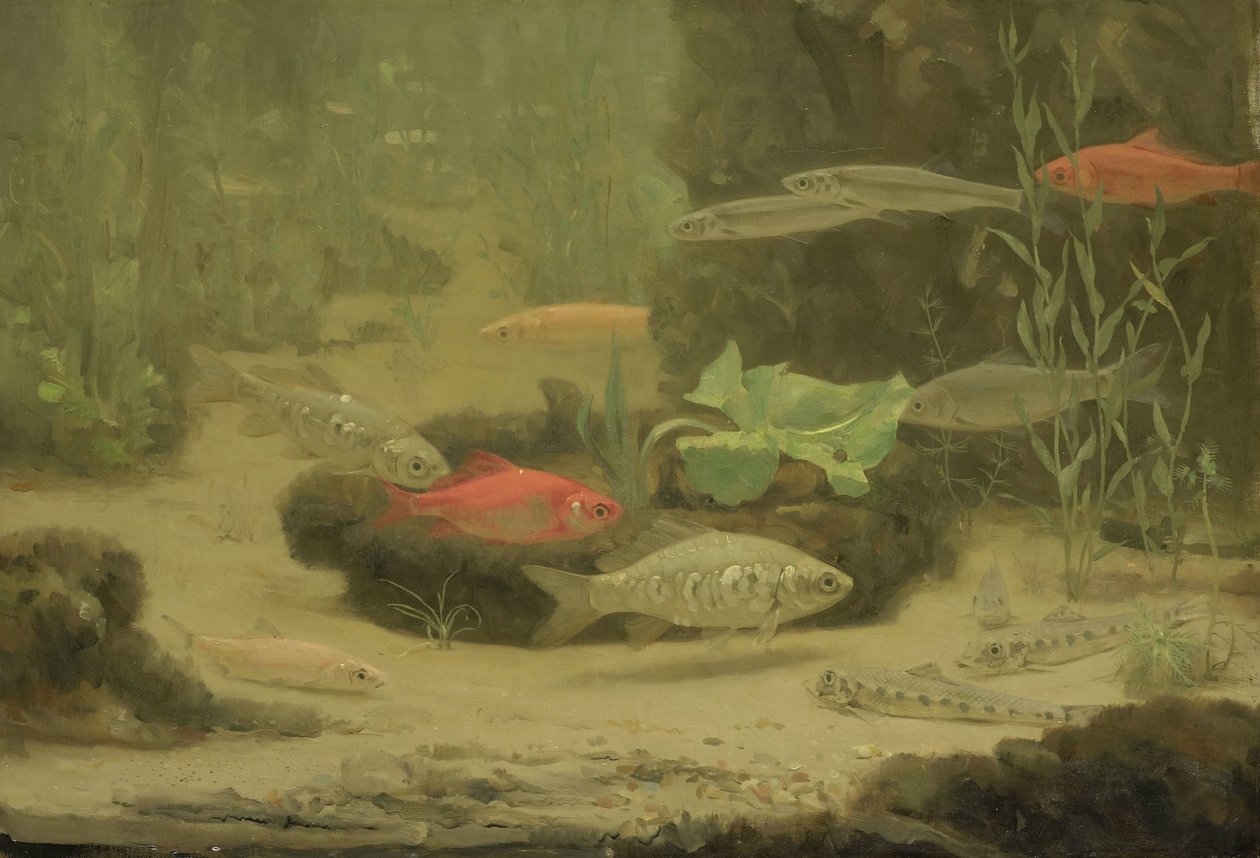 Poissons d