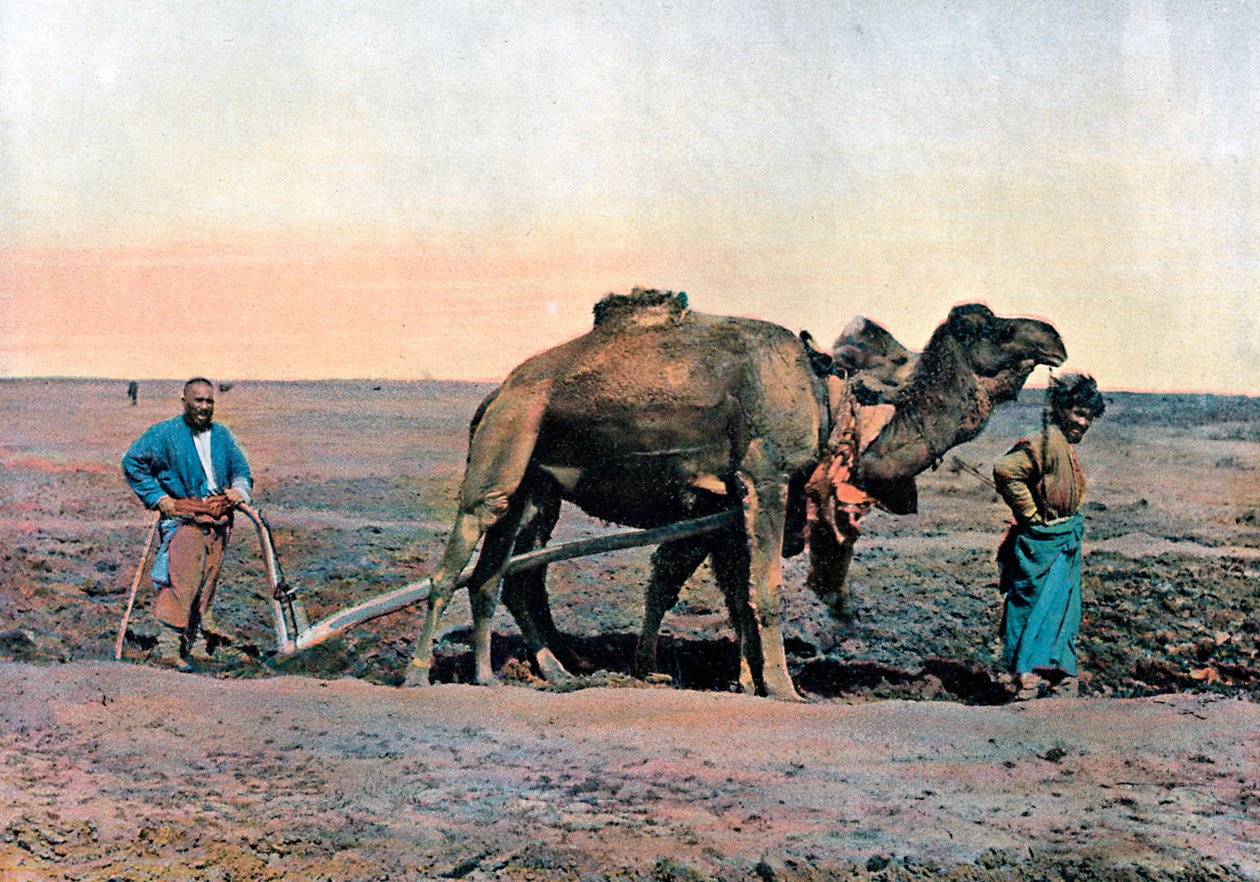 Travailleurs agricoles labourant avec un chameau, Caucase, vers 1890 - Gillot