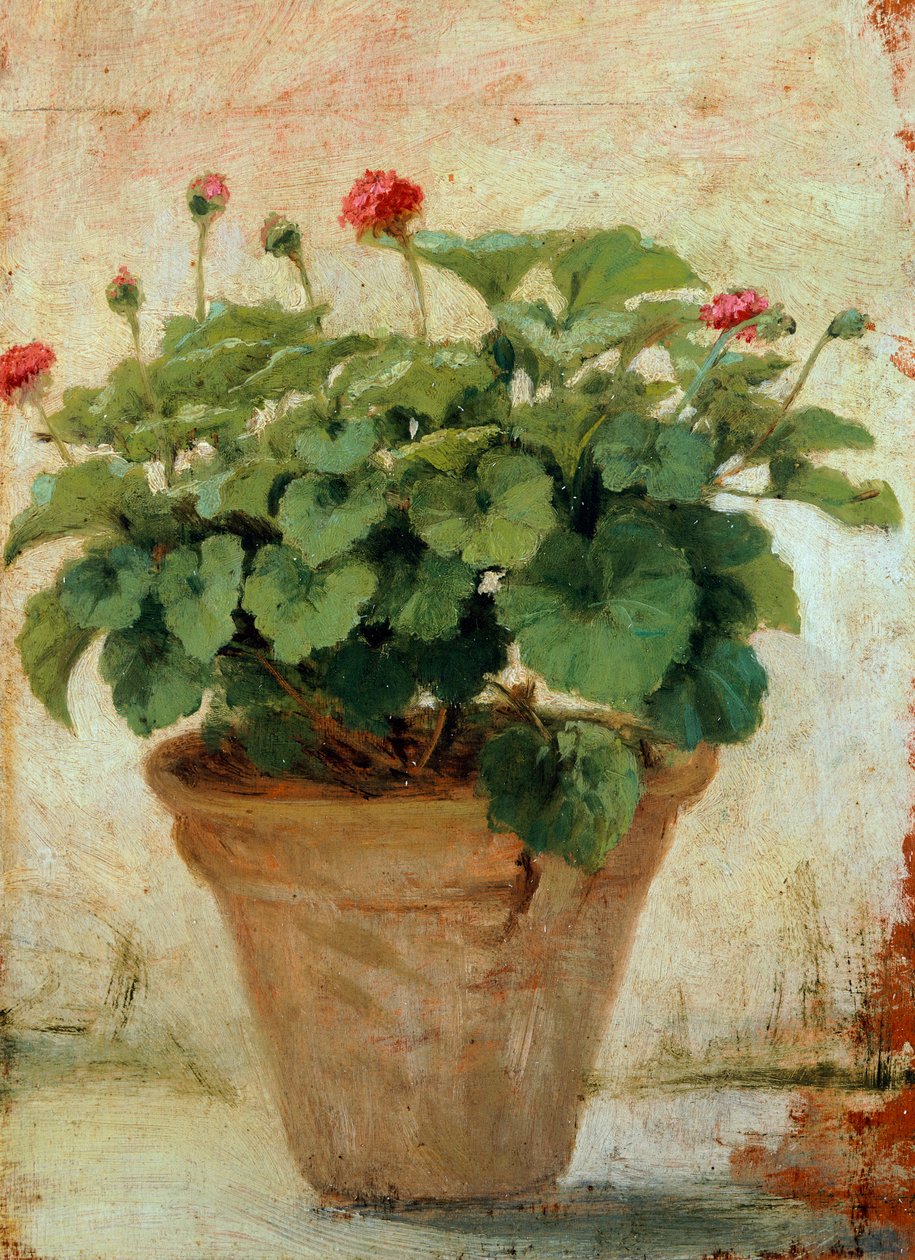 Vase avec géranium - Gioacchino Toma