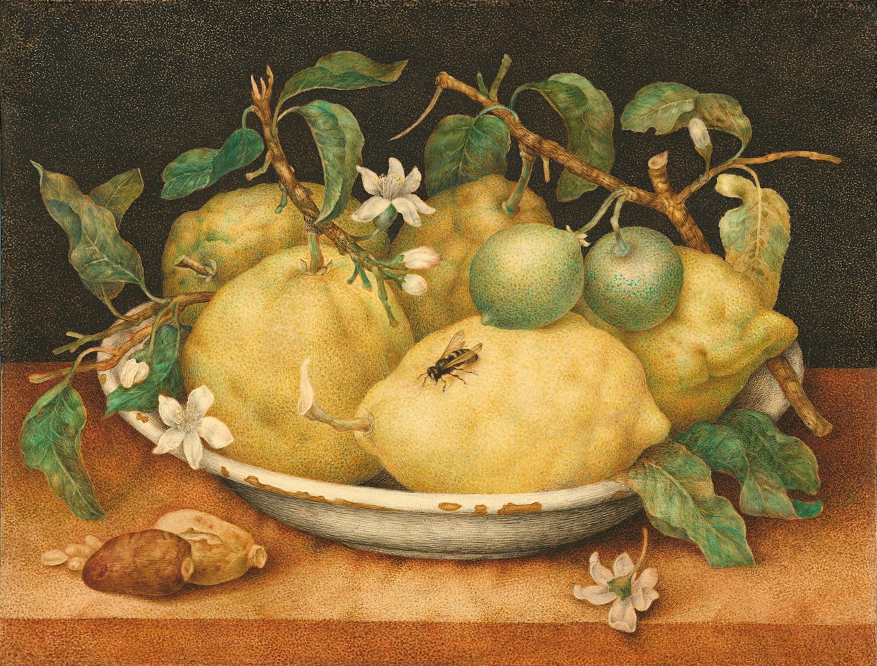 Nature morte avec bol de citrons - Giovanna Garzoni
