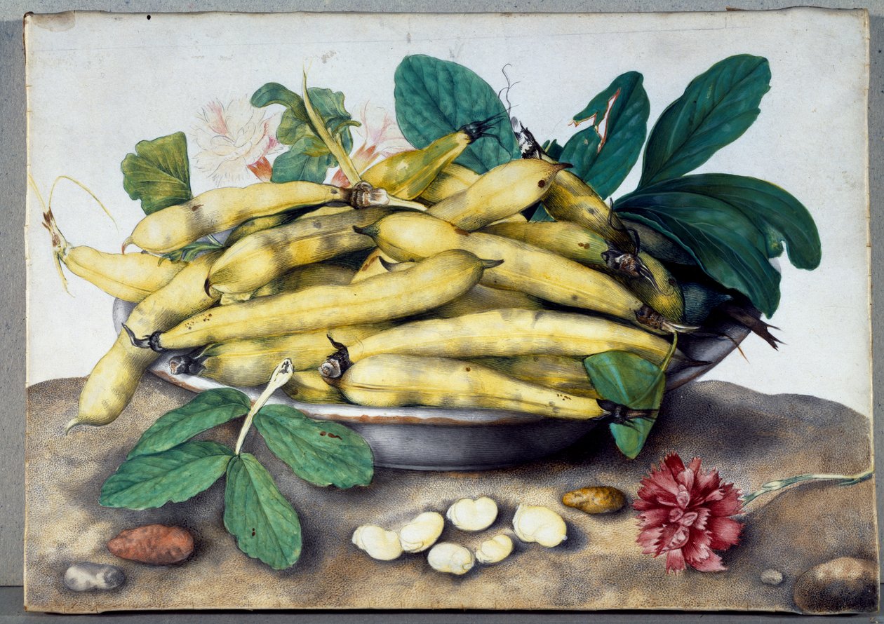 Nature morte avec gousses de fèves - Giovanna Garzoni