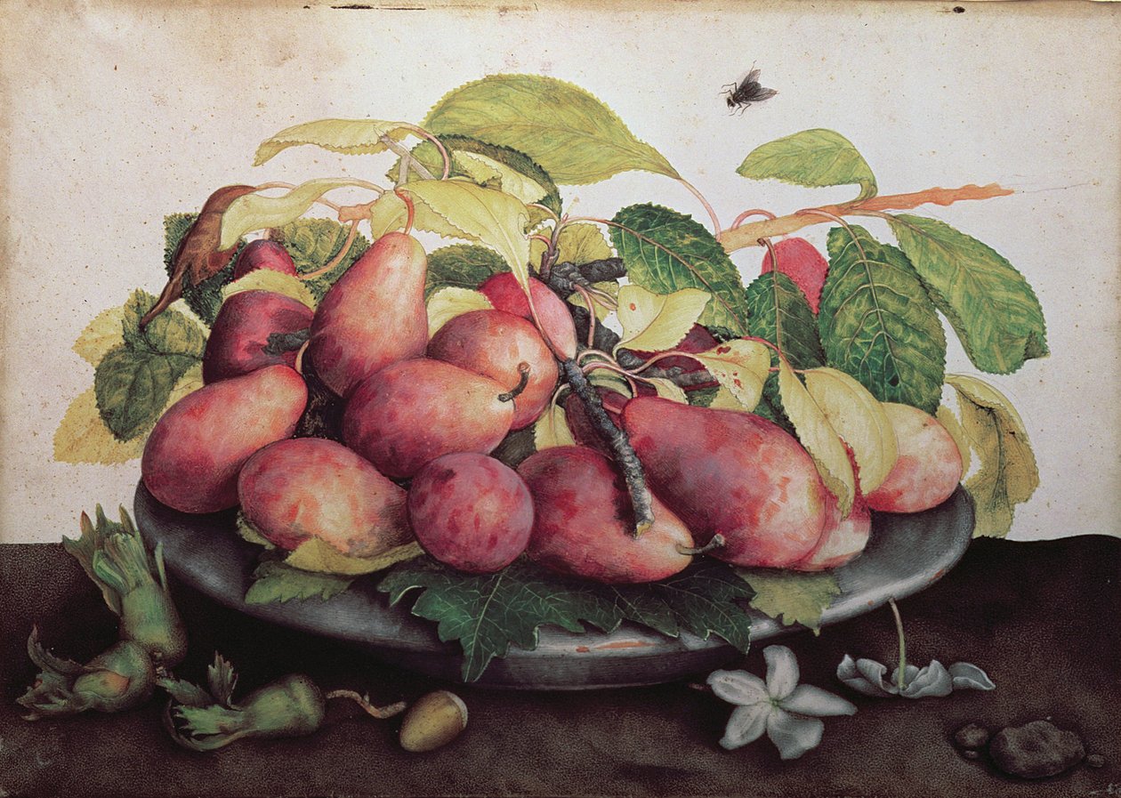 Poires avec aubépines - Giovanna Garzoni