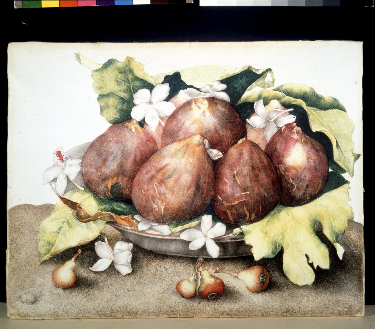 Image inconnue - Giovanna Garzoni