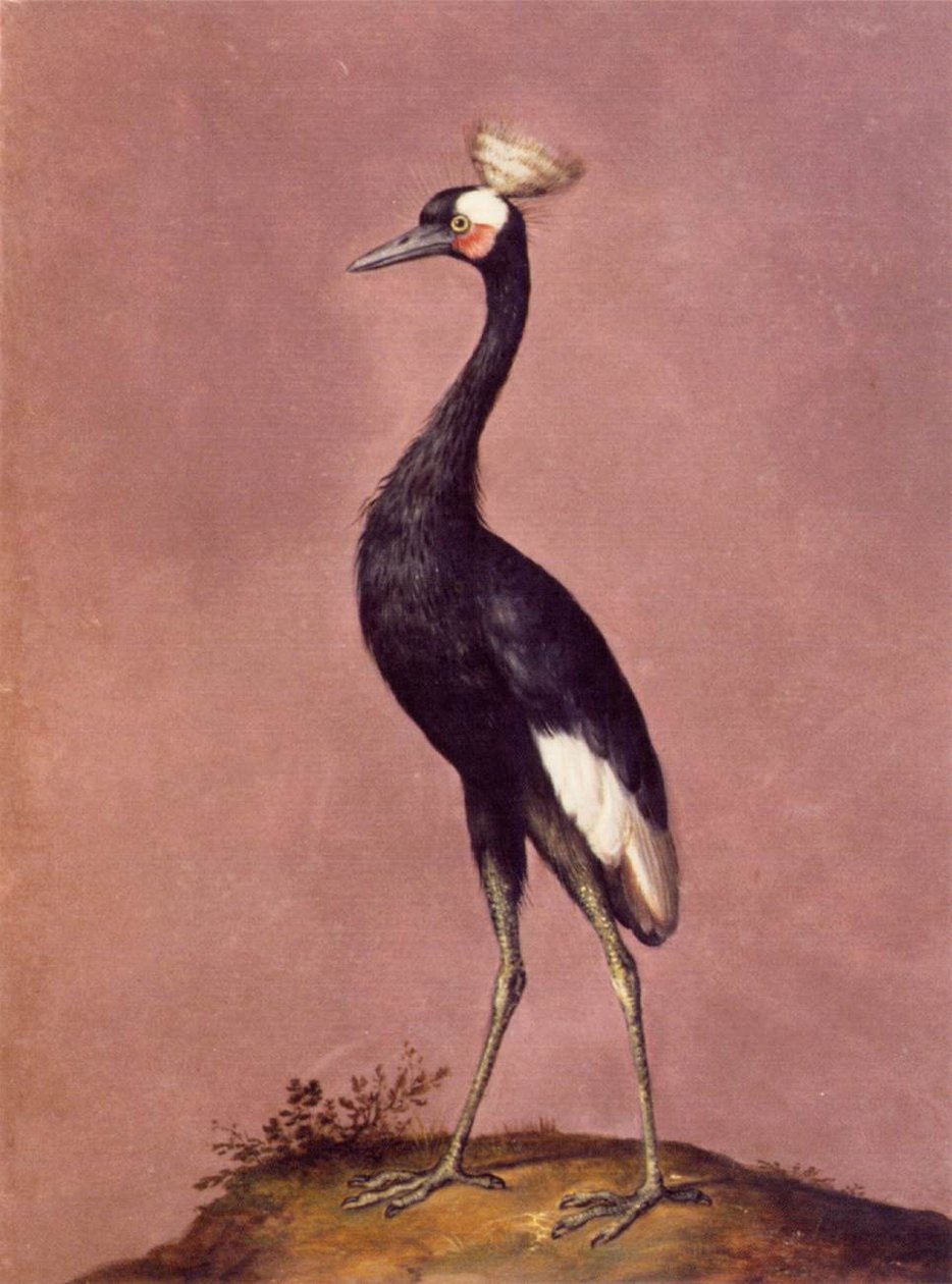 Oiseaux - Giuseppe Arcimboldo