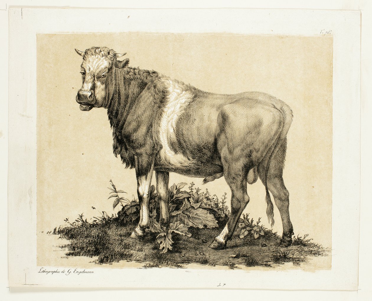 Le taureau - Gottfried Engelmann
