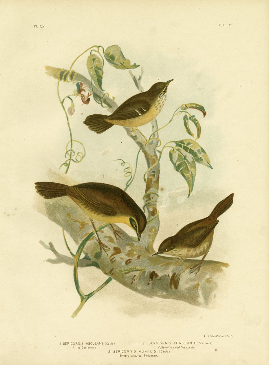 Scrubwren allié ou Scrubwren à sourcils blancs, 1891 - Gracius Broinowski