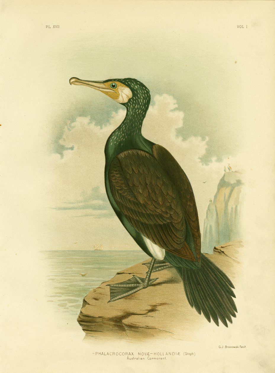 Cormoran australien, 1891 - Gracius Broinowski