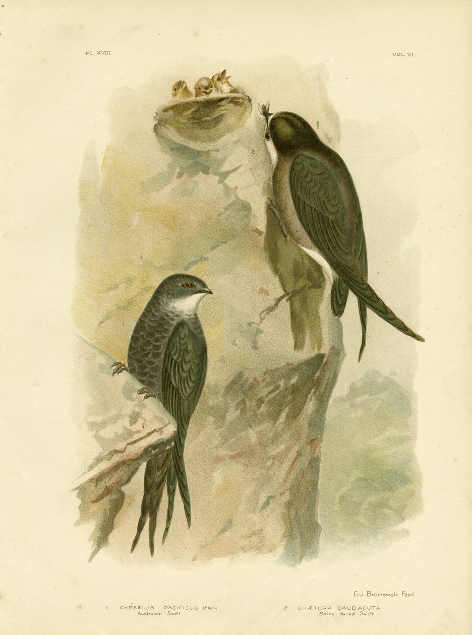 Martinet australien ou martinet à queue fourchue, 1891 - Gracius Broinowski
