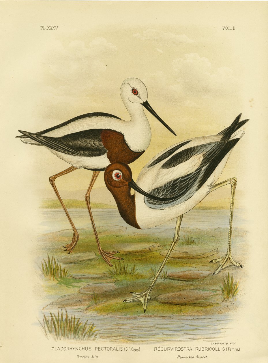 Échasse à bandes, 1891 - Gracius Broinowski