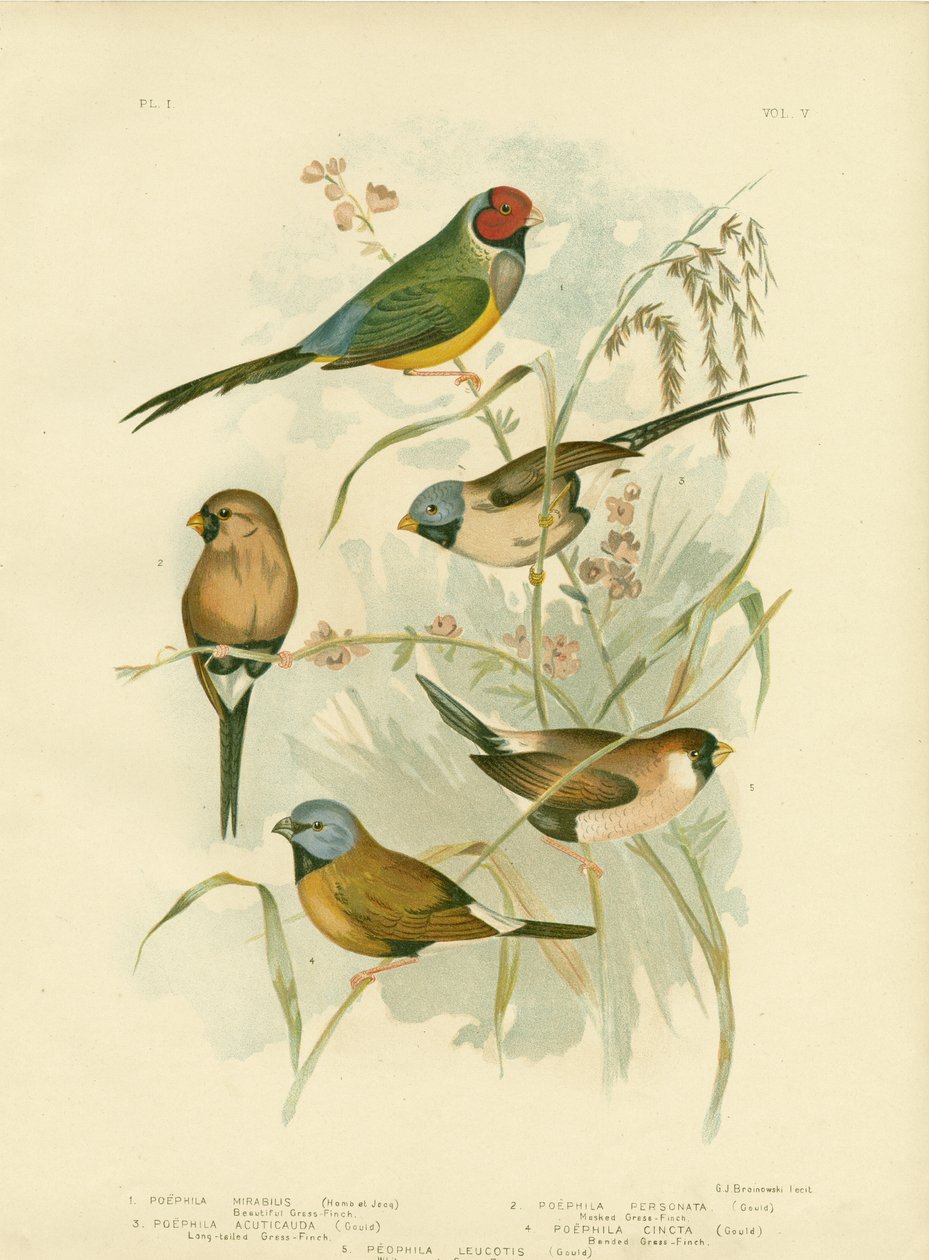 Beau Diamant de Gould, 1891 - Gracius Broinowski