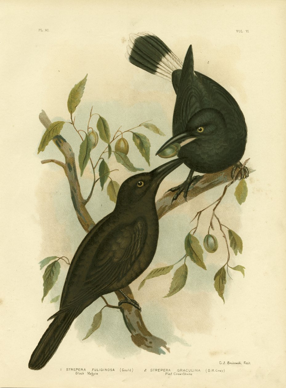 Pie noire ou Currawong noir, 1891 - Gracius Broinowski
