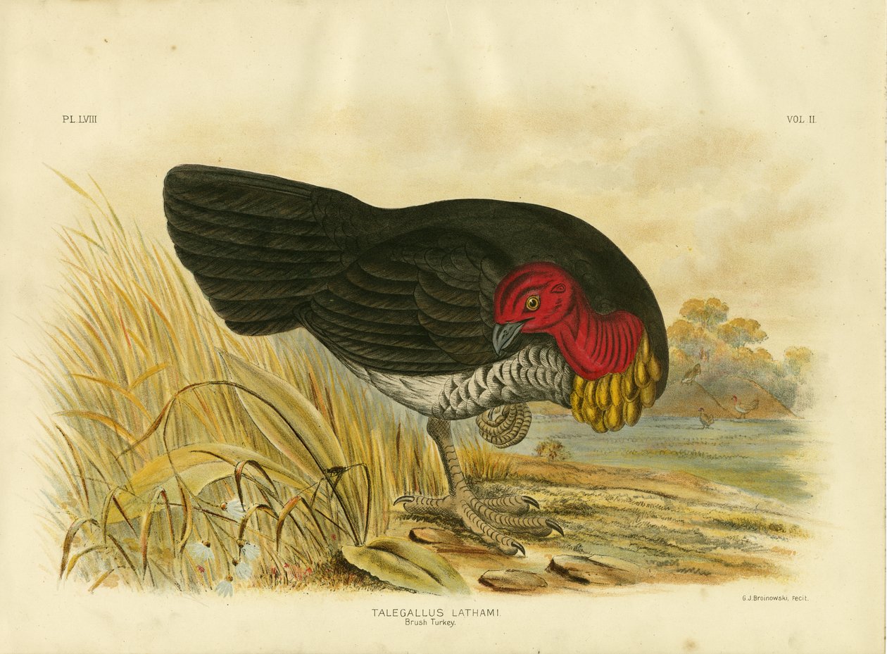 Dindon brosse, 1891 - Gracius Broinowski
