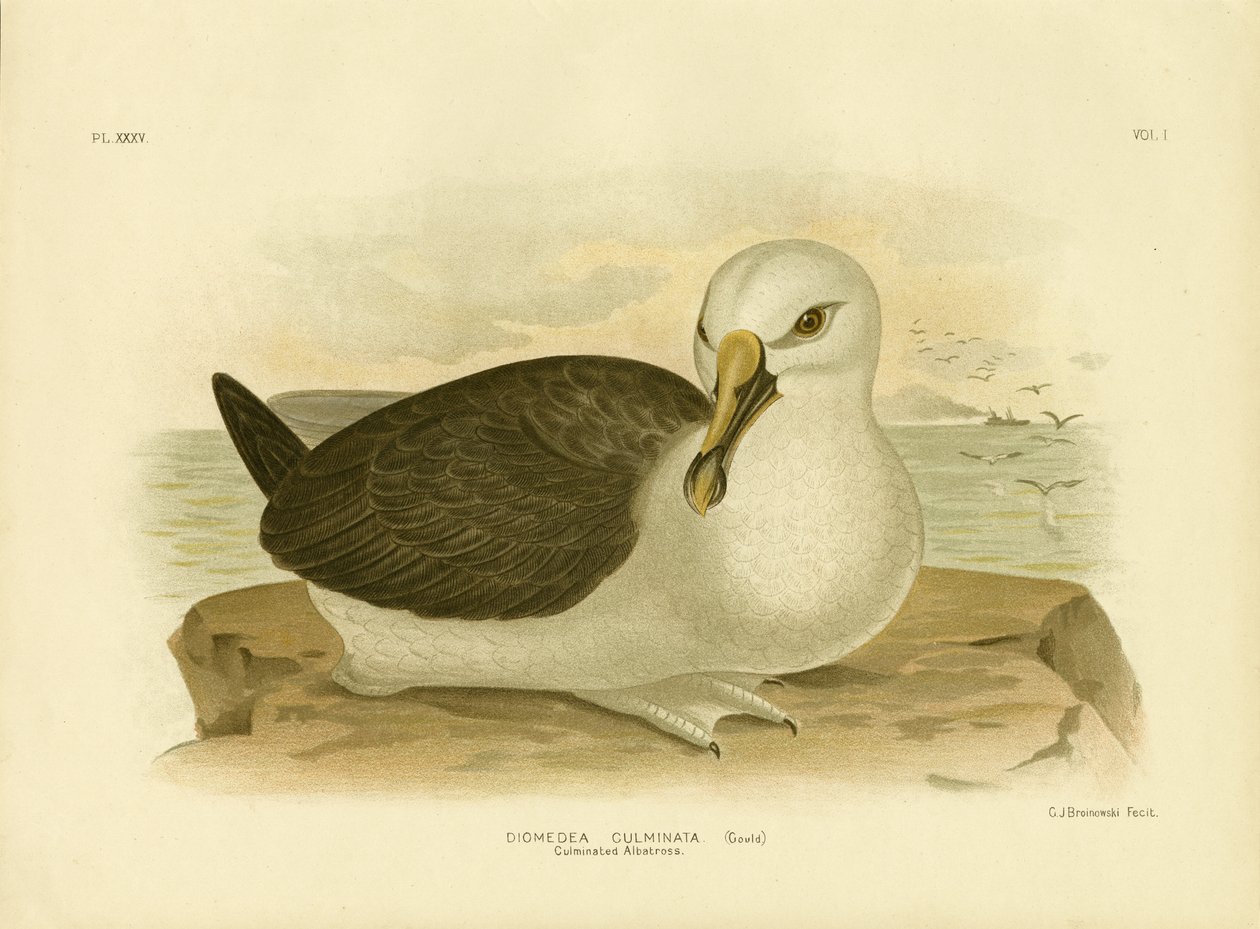Albatros culminé, 1891 - Gracius Broinowski