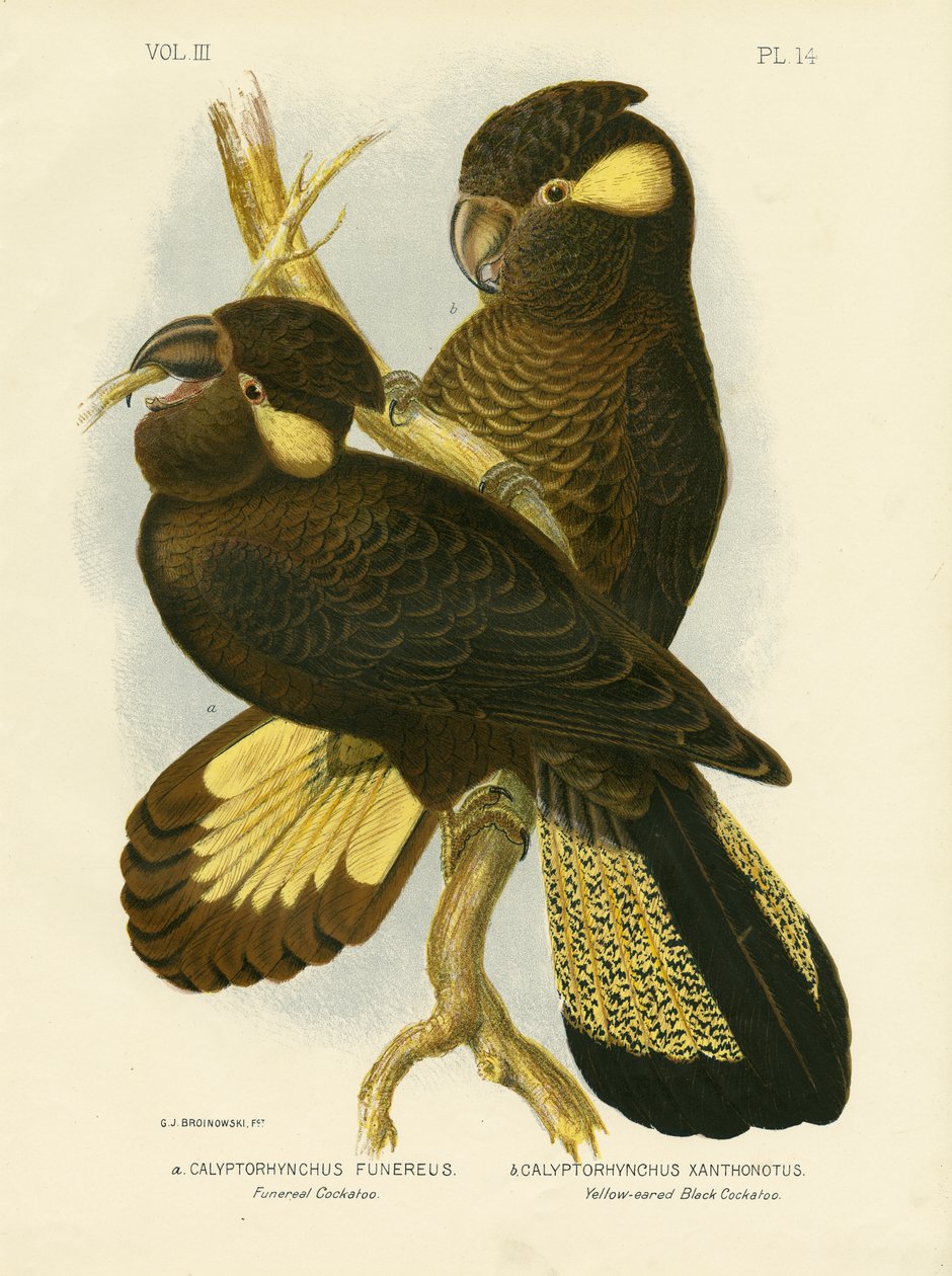 Cacatoès funéraire, 1891 - Gracius Broinowski