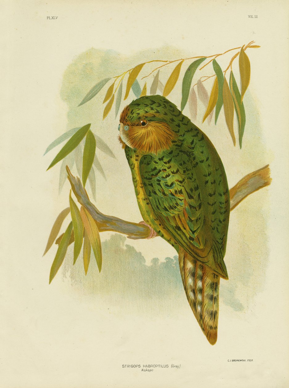Kakapo, 1891 - Gracius Broinowski