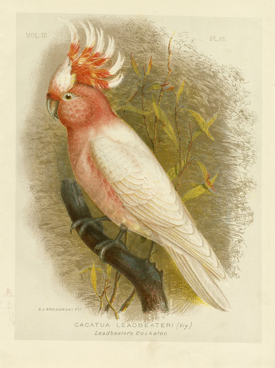 Cacatoès de Leadbeater, 1891 - Gracius Broinowski