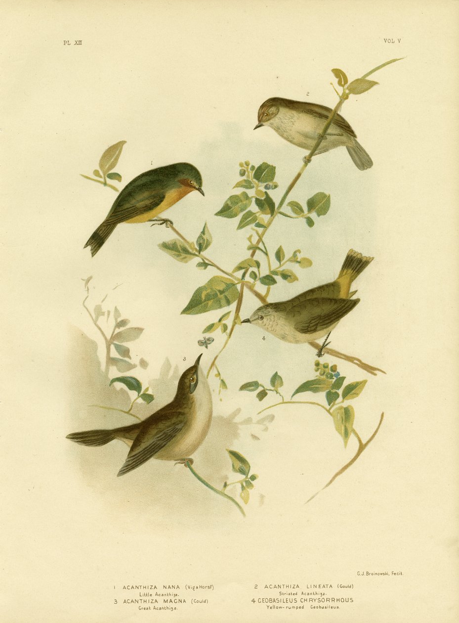 Petit Épineux ou Épineux jaune, 1891 - Gracius Broinowski