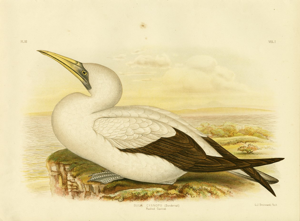 Fou masqué, 1891 - Gracius Broinowski