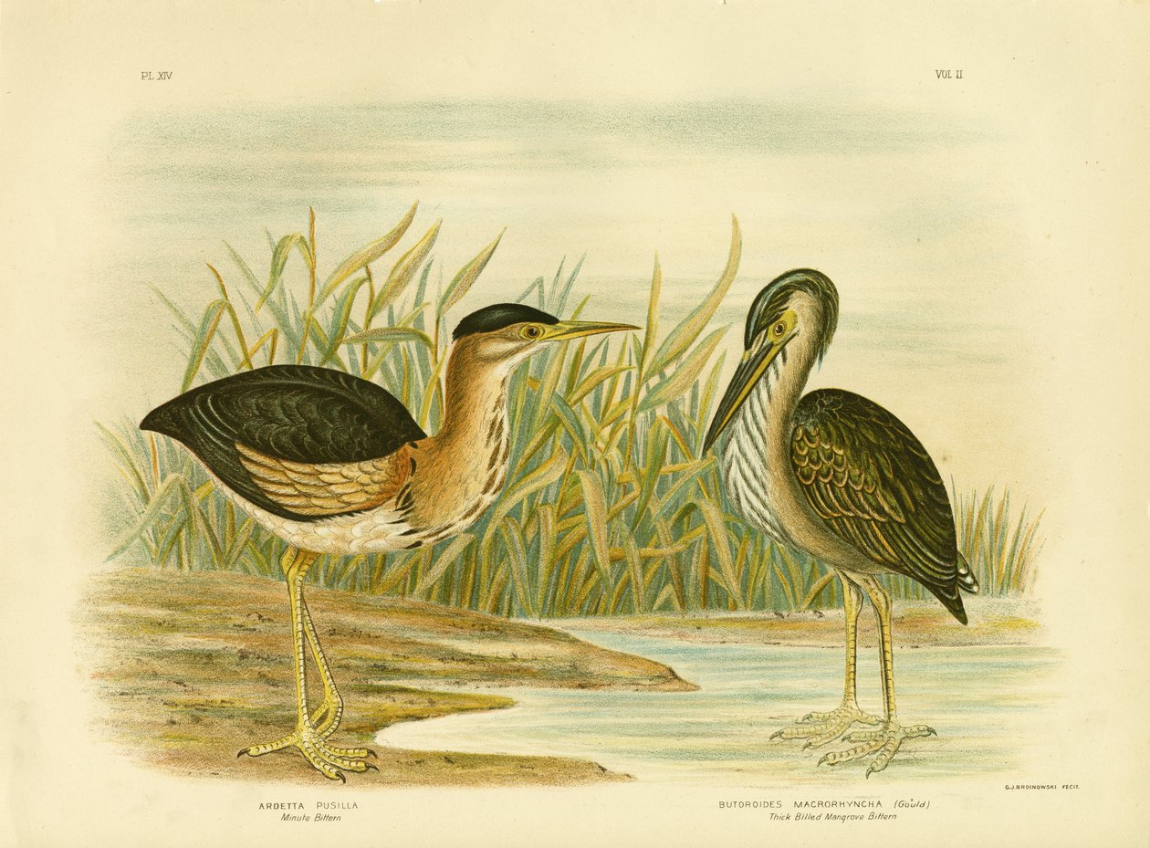 Butor minute, 1891 - Gracius Broinowski