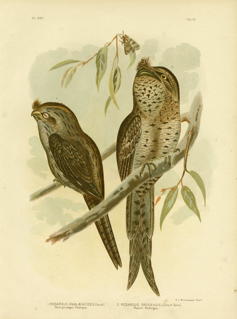 Podargue à plumage de papillon, 1891 - Gracius Broinowski