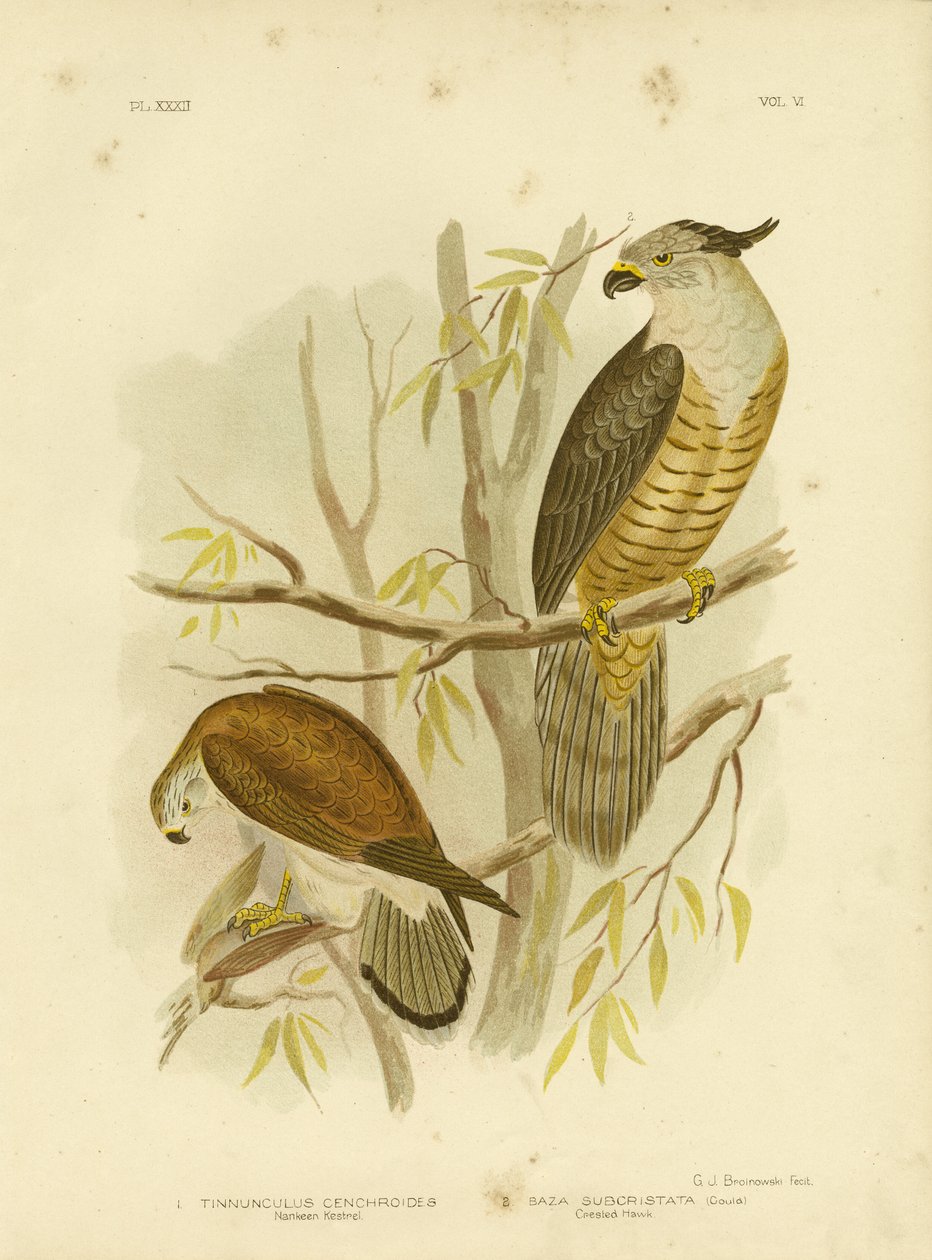 Crécerelle nankin ou crécerelle australienne, 1891 - Gracius Broinowski