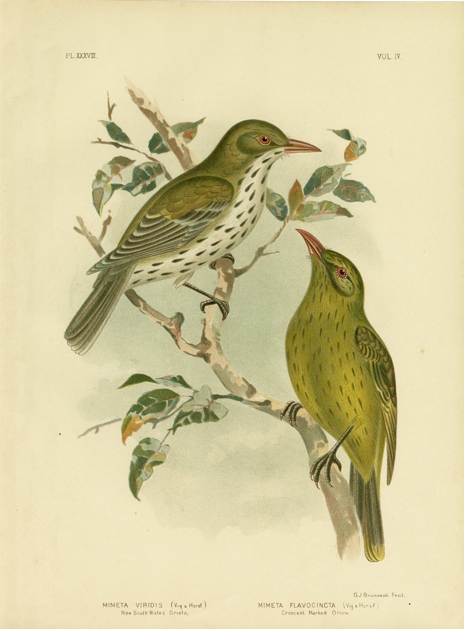 Oriole de Nouvelle-Galles du Sud ou Oropendola verte, 1891 - Gracius Broinowski