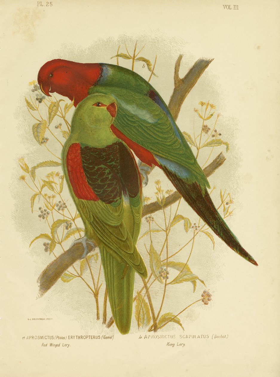 Lori à ailes rouges ou perroquet à ailes rouges, 1891 - Gracius Broinowski
