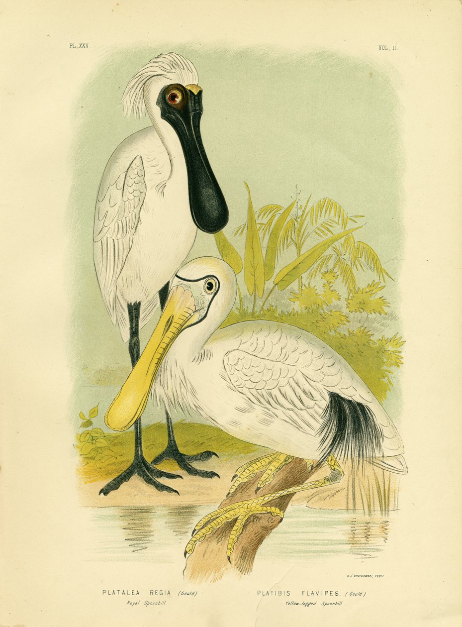 Spatule royale, 1891 - Gracius Broinowski