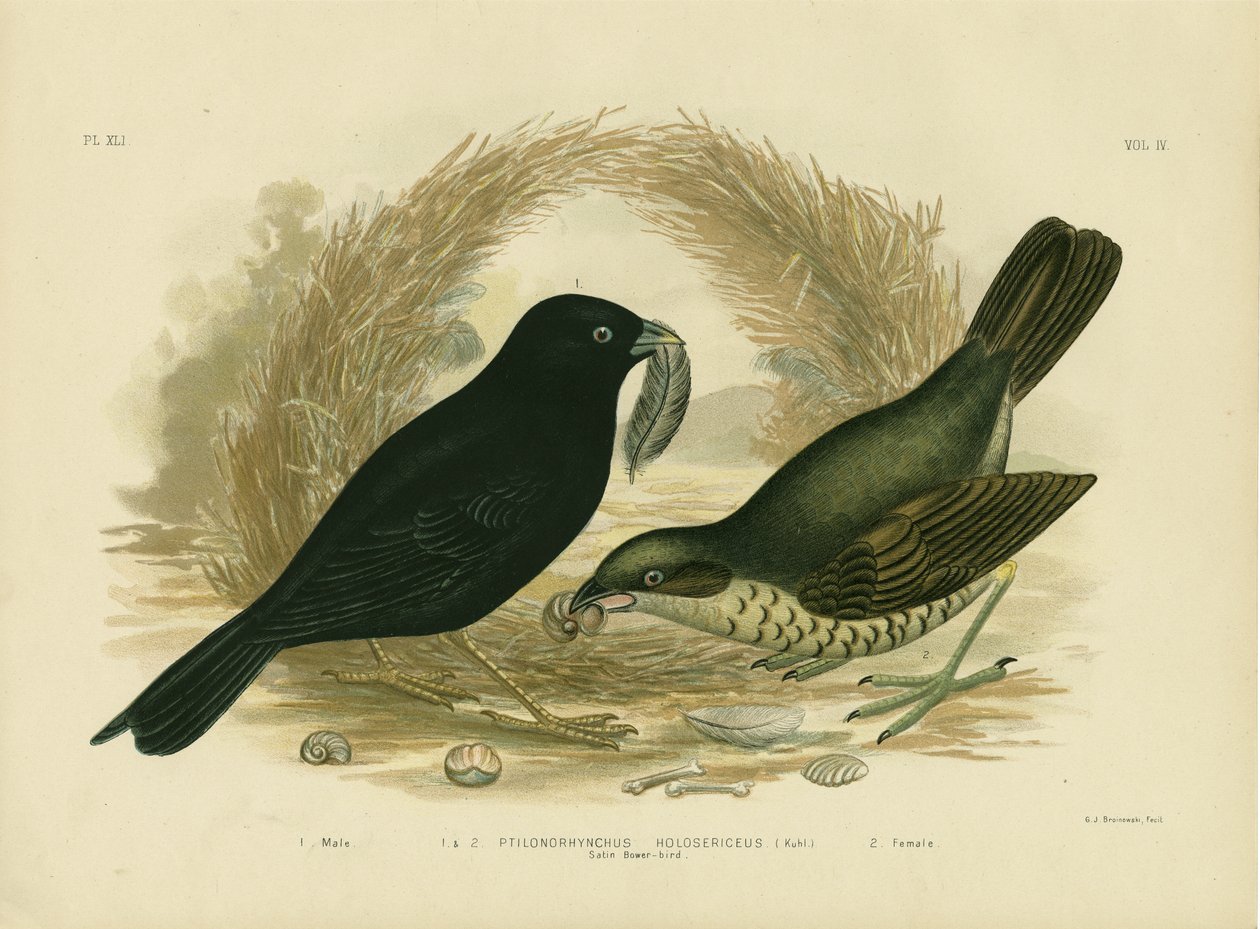 Satin Bowerbird, 1891 - Gracius Broinowski